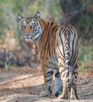 tadoba fauna