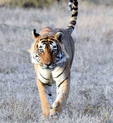 fauna in tadoba