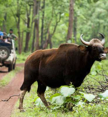 tadoba buffallo