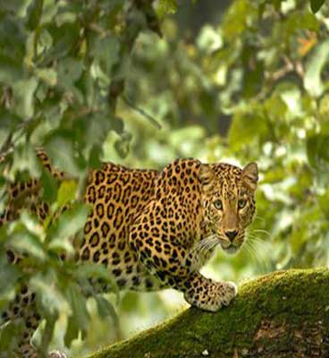 leopard in tadoba