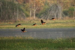 tadoba lake