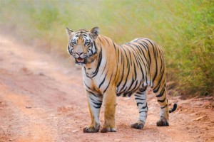 tadoba tiger safari