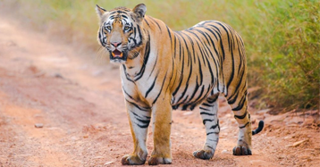 tadoba tiger