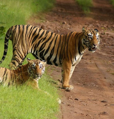 tadoba tiger