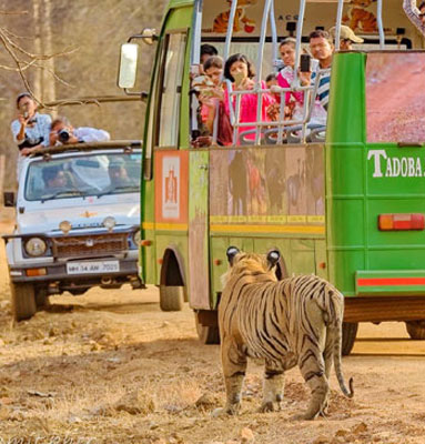 canter safari tadoba