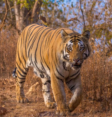 tiger in tadoba