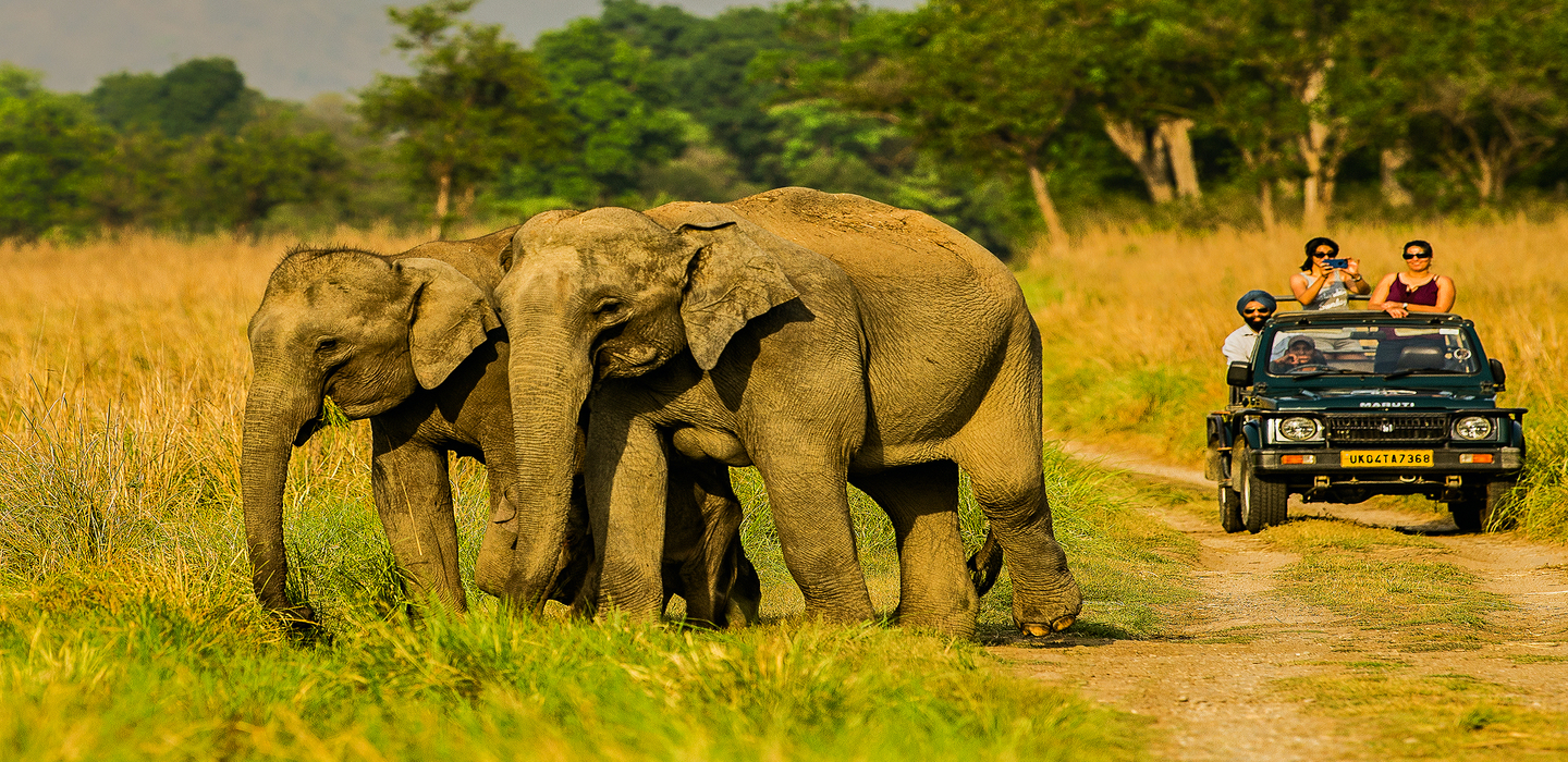 Top 3 National Parks in Madhya Pradesh