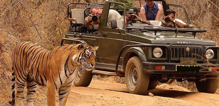 Your Summer’s Sorted in Tadoba National Park
