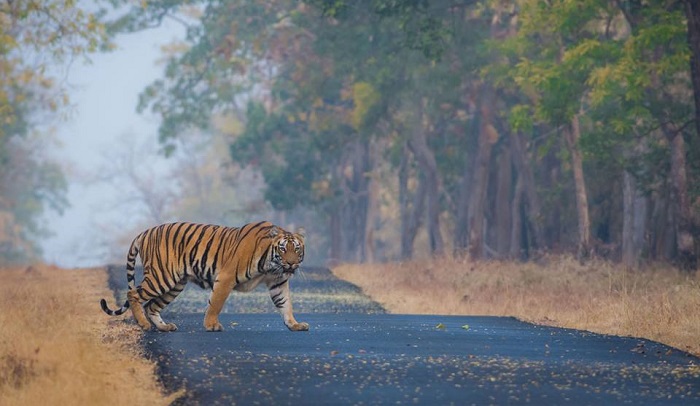 Rain Bringing You Down? Take a Monsoon Safari near Moharli