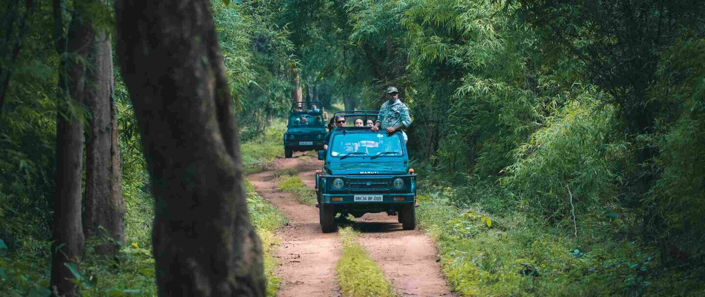 Tadoba national park