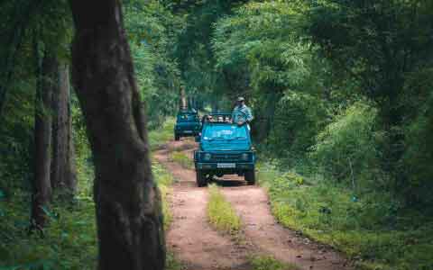 Tadoba  national park