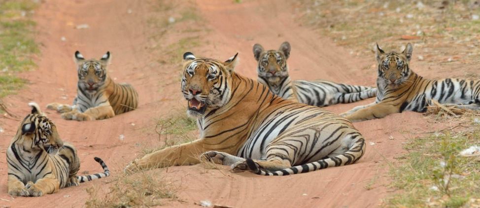 Monsoon Beauty of Tadoba National Park