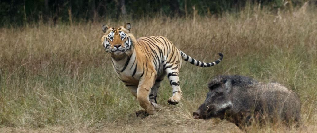 Essential Tips for Visiting Tadoba National Park During Summer