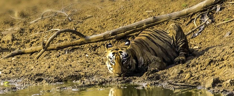 The Cultural Heritage of Tadoba National Park