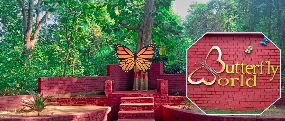 Venture the Butterfly World in Tadoba Andhari Tiger Reserve
