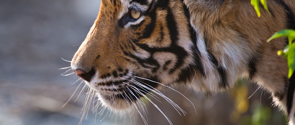 2 Striking Fun Activity with Tiger in Tadoba National Park