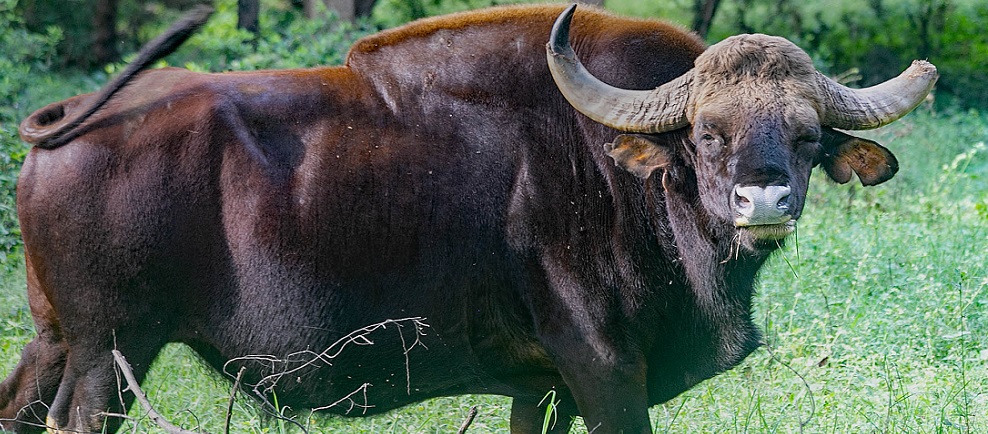Top Must-See Animals in Tadoba Tiger Reserve