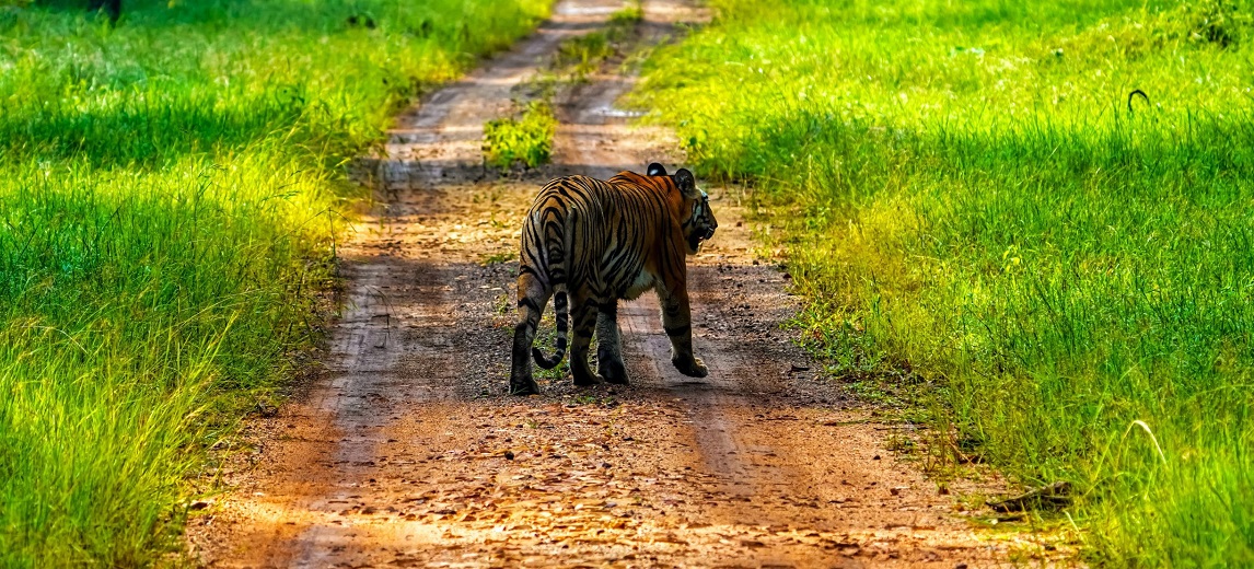 Charms of Khosla Village in Tadoba: An Insider's Perspective