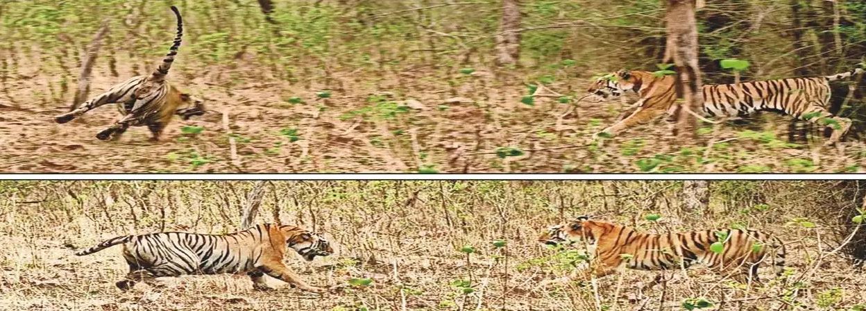 Epic Fight Between Roma and Queen Maya for Territory in Tadoba