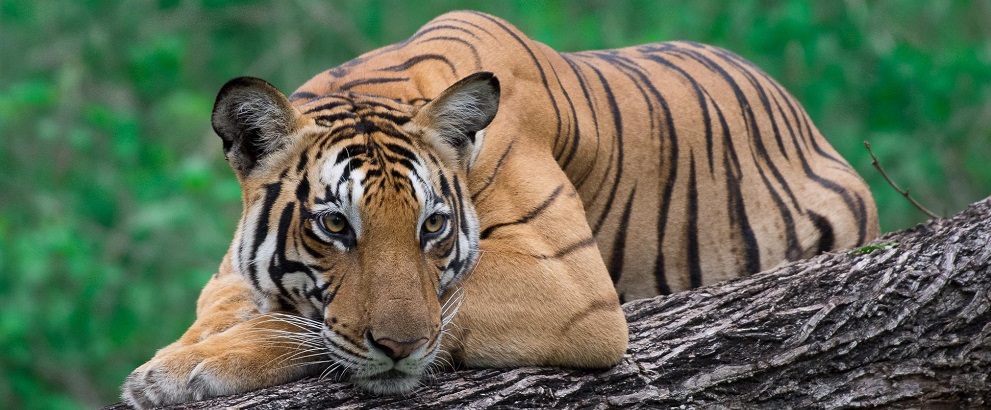 Three Legends of Tadoba National Park