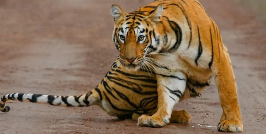 Unveiling the Life and Legacy of Tadoba's Tigress Maya: A Tale of Majesty and Motherhood
