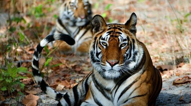 Explore Tadoba National Park with the Best Tour Packages
