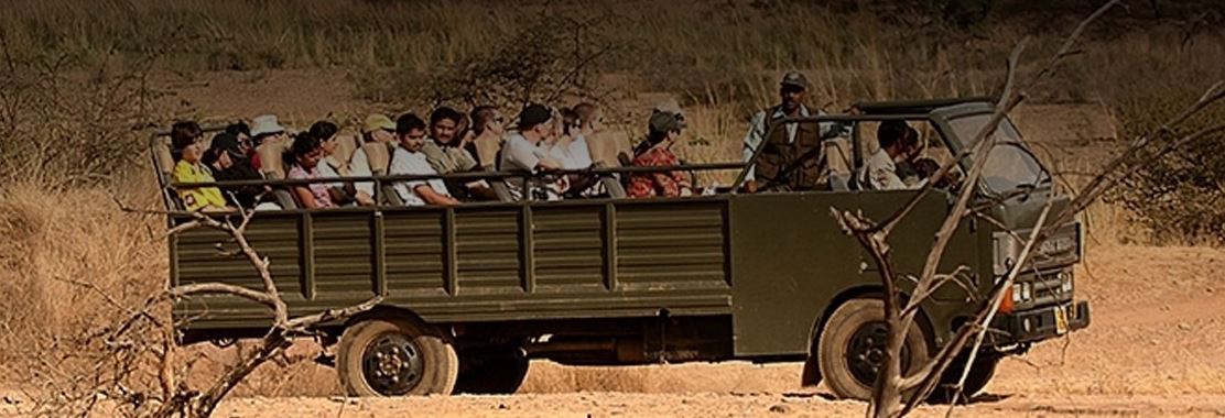 Tadoba Canter Safari: A Wildlife Enthusiast's Dream Destination
