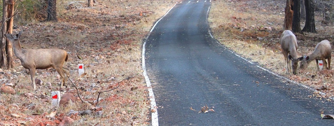 Tadoba National Park Climate: What Every Visitor Should Know