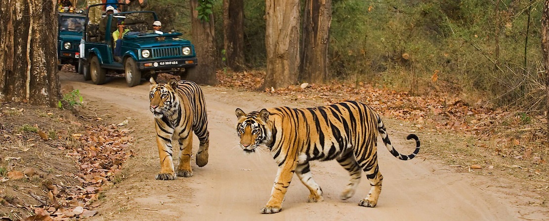 In the Realm of Tigers: A Journey through Tadoba Tiger Reserve