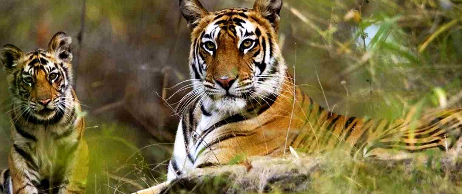 Exploring the Wild of Tadoba Jungle Safari