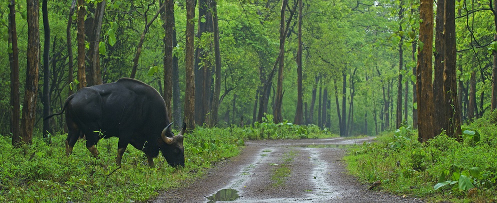 Exploring the Wonders of Tadoba: A Nature Lover's Paradise