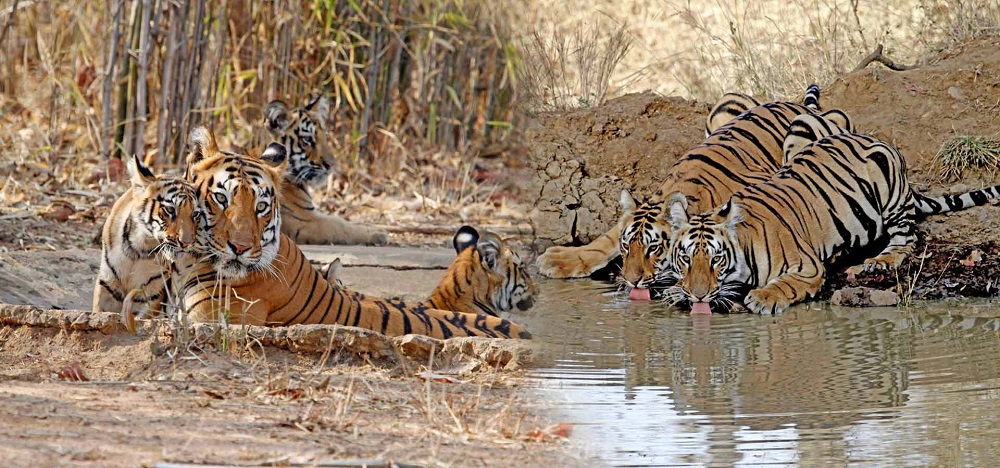 A Wildlife Enthusiast's Guide to Tadoba Safari Booking