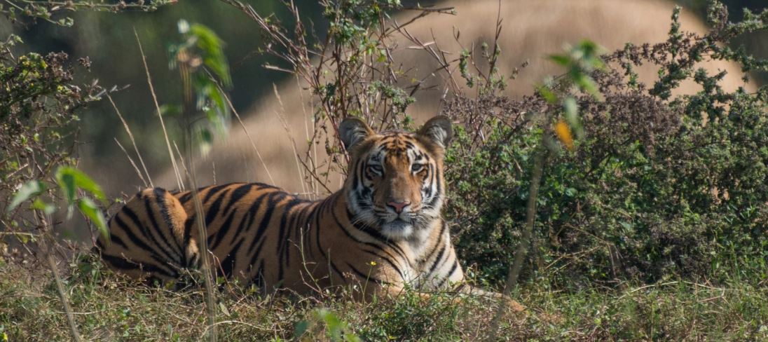 A Seasonal Guide to Tadoba National Park: Best Times to Visit