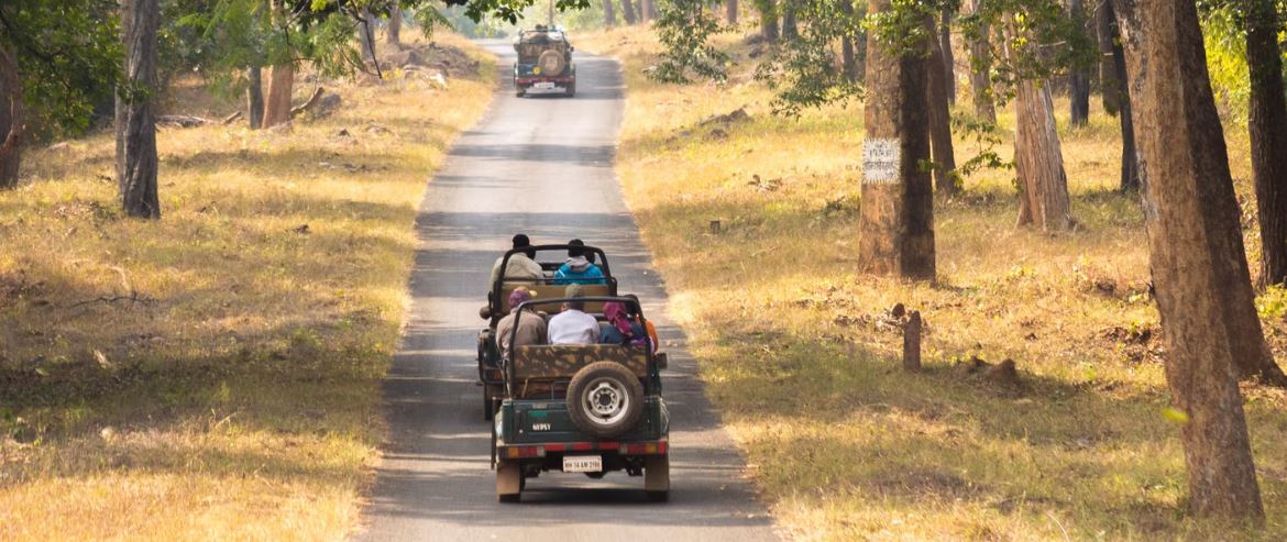 Preparing Your Kid for a Tadoba Wildlife Safari This Children’s Day