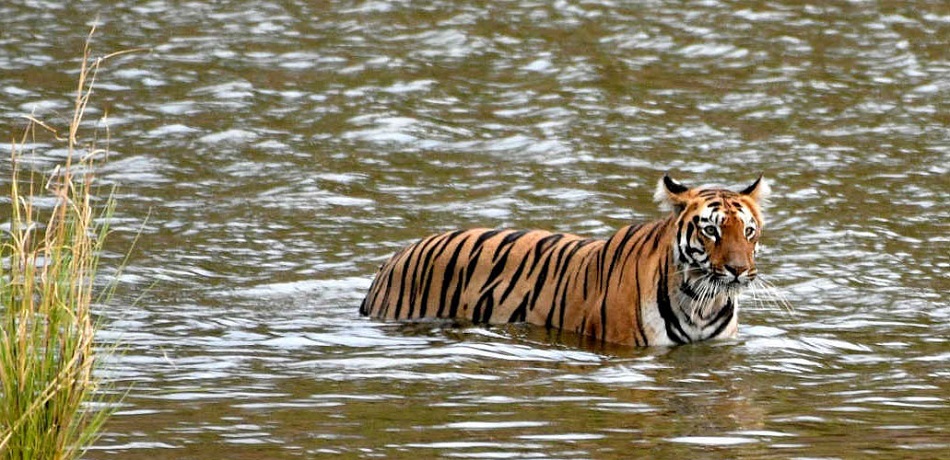 Top 5 Must-See Attractions in Tadoba Tiger Reserve