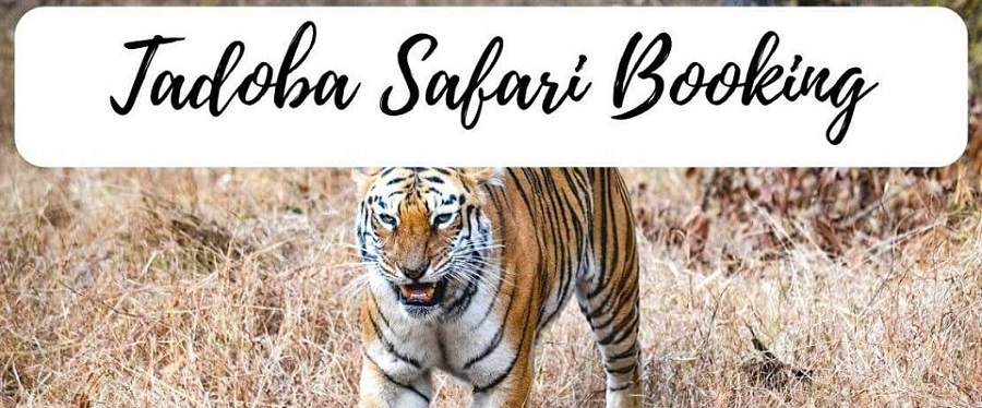 Planning Your Tadoba Tour: A Complete Traveler's Handbook
