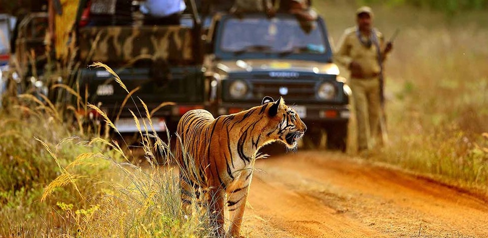 5 Striking Travel things when going to Tadoba National Park