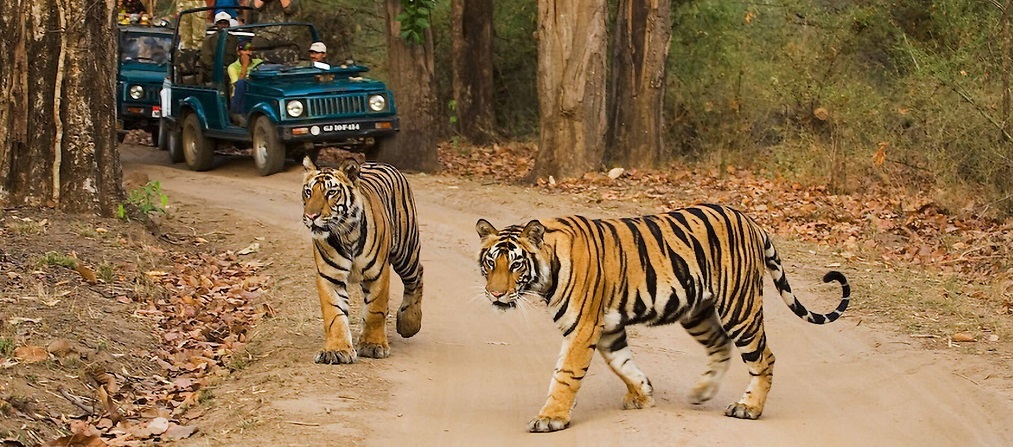 Tadoba Tiger Reserve: A Haven for Wildlife Enthusiasts