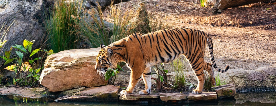 Into the Heart of the Wild: Discovering Captivating Places in Tadoba