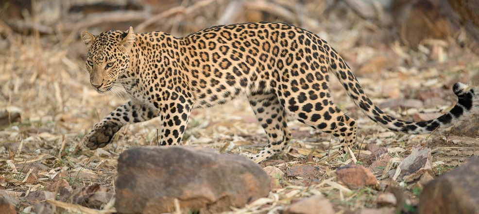 Wildlife in Tadoba National Park